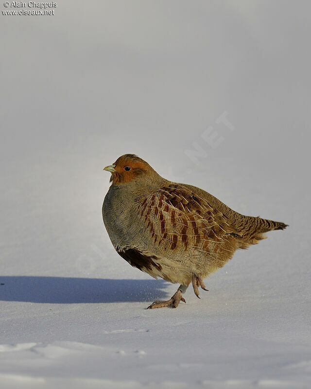 Grey Partridge male adult, identification, Behaviour