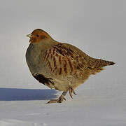 Grey Partridge