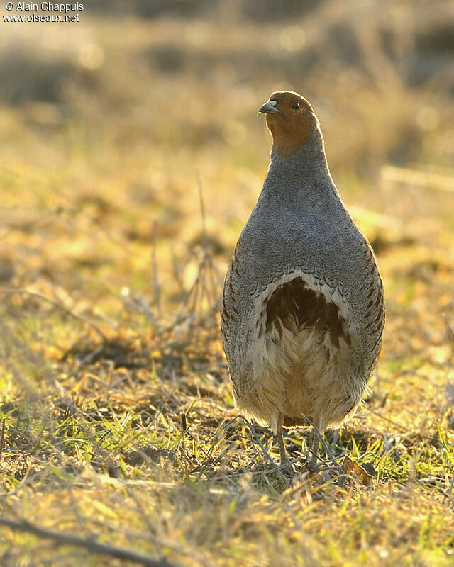 Grey Partridge male adult post breeding, identification, Behaviour