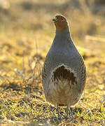 Grey Partridge