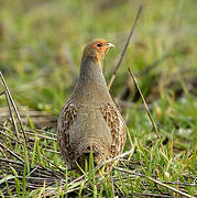 Grey Partridge