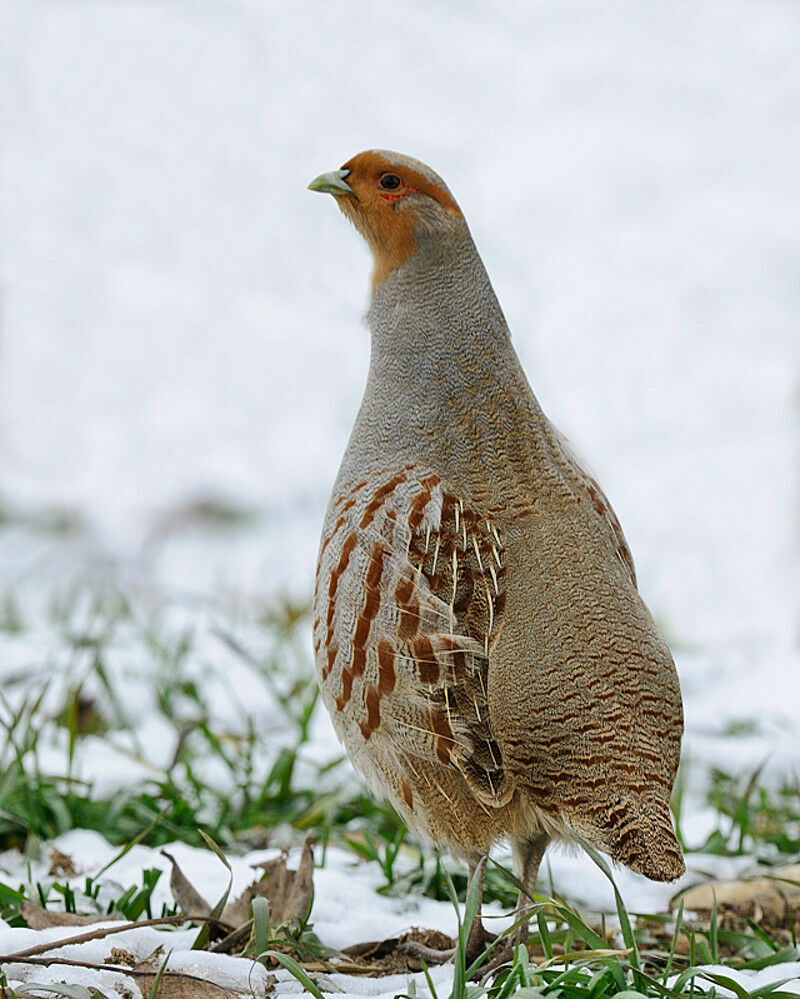 Grey Partridge