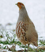 Grey Partridge