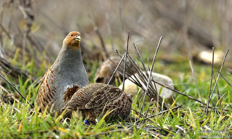 Grey Partridge adult, identification, Reproduction-nesting, Behaviour