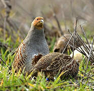 Grey Partridge