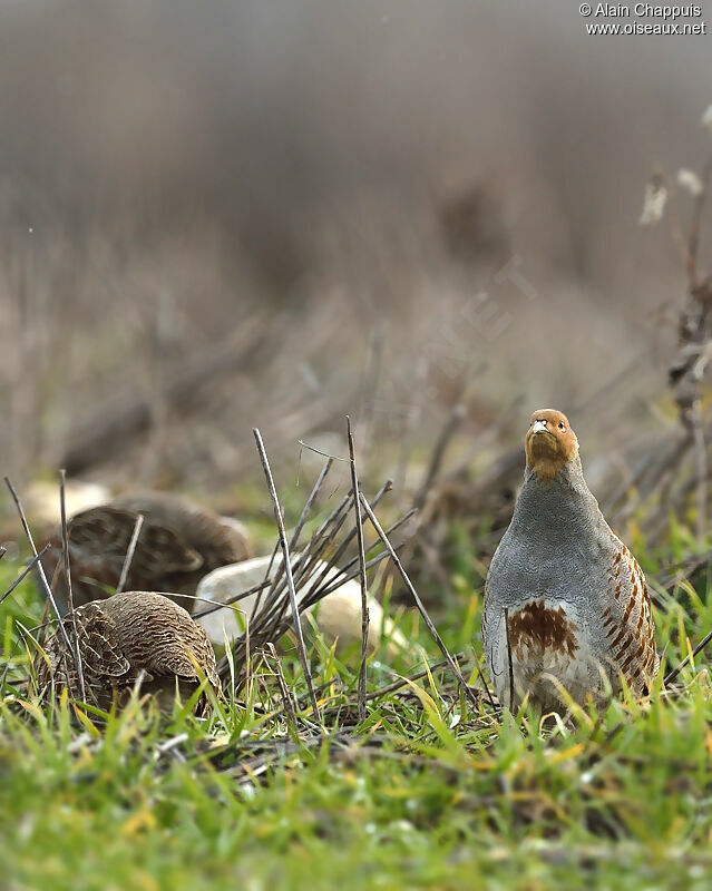 Grey Partridge male adult, identification, Behaviour