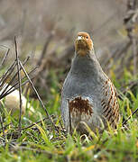 Grey Partridge