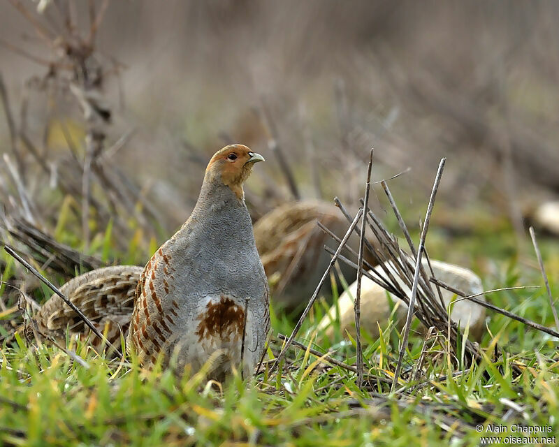 Perdrix grise mâle adulte, identification, Comportement