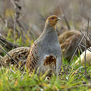 Grey Partridge