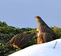 Grey Partridge