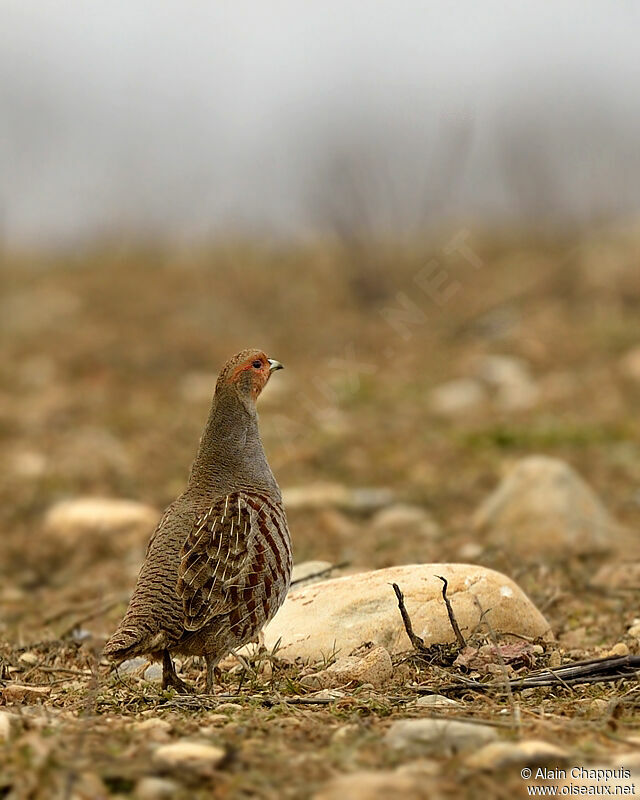 Grey Partridgeadult, identification, Behaviour