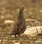 Grey Partridge