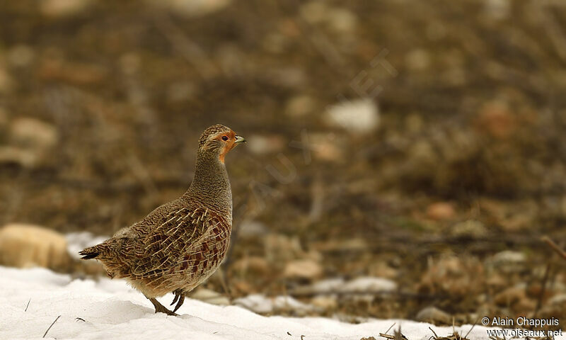 Grey Partridgeadult, identification, Behaviour