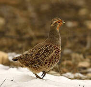 Grey Partridge