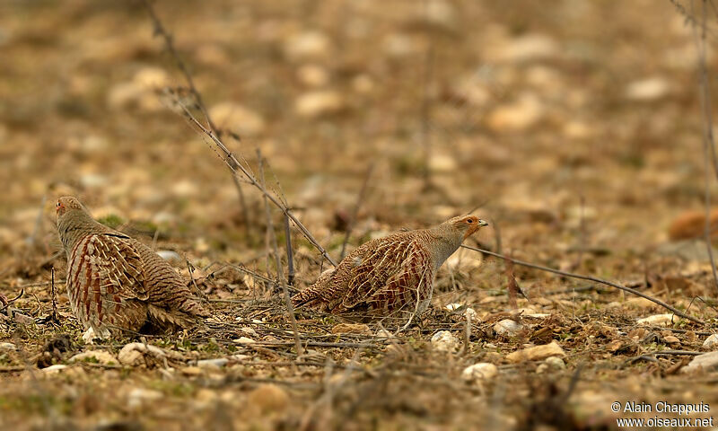 Grey Partridgeadult, identification, Behaviour