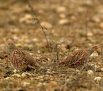 Grey Partridge