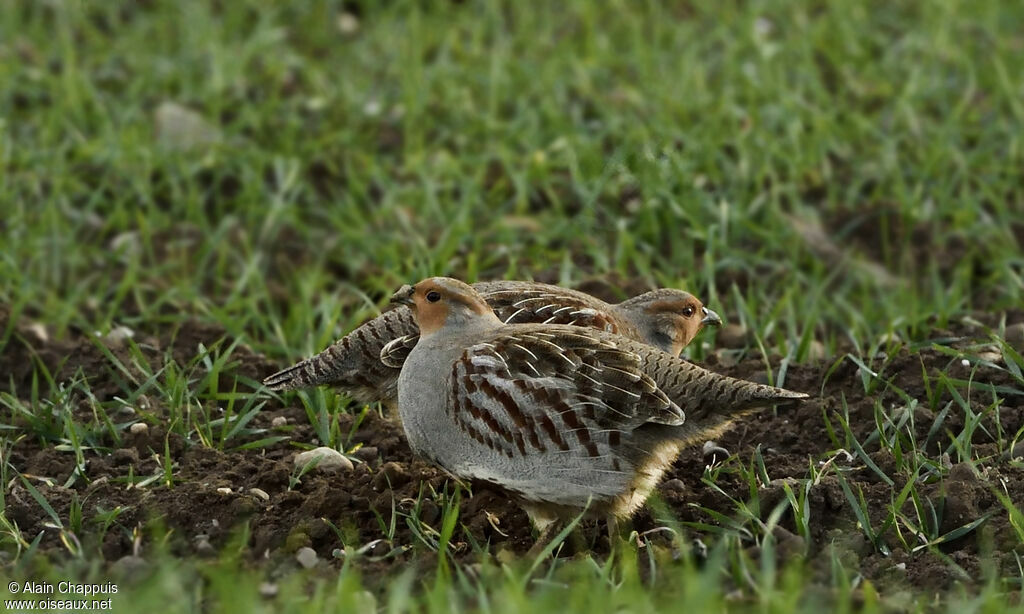 Grey Partridge adult, identification, Behaviour