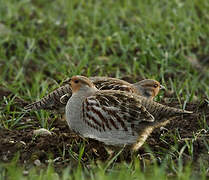 Grey Partridge