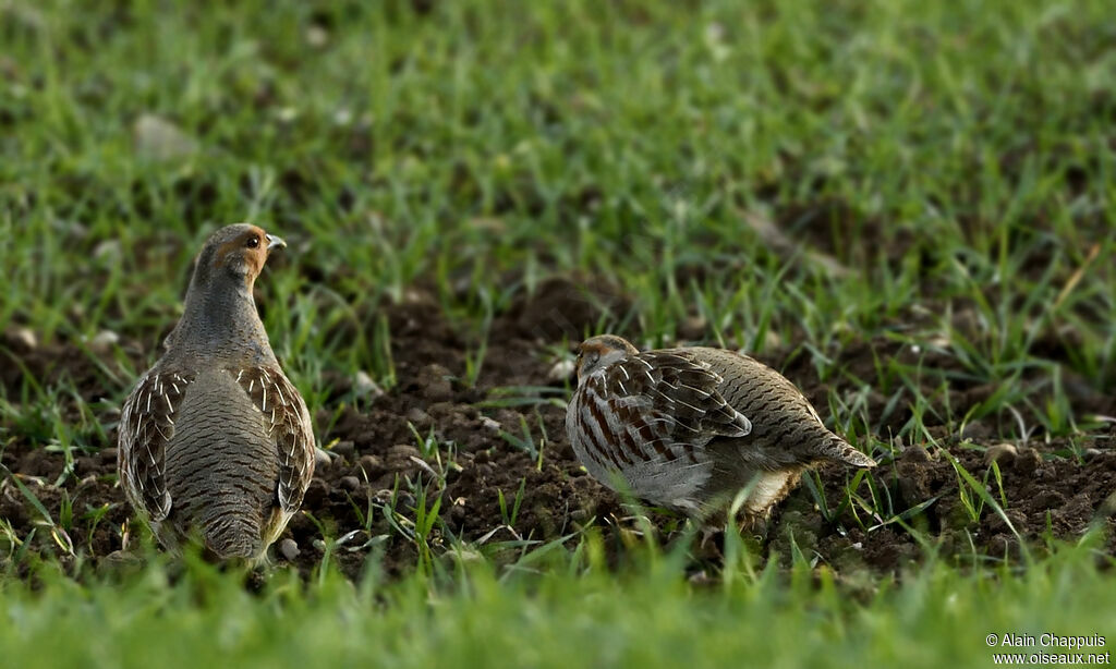 Perdrix grise adulte, identification, Comportement