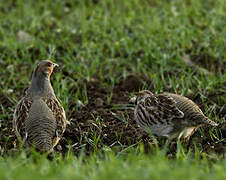 Grey Partridge