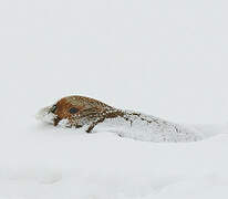 Grey Partridge