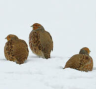 Grey Partridge