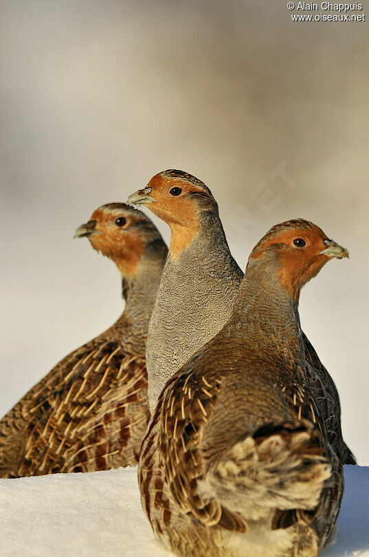 Grey Partridgeadult, identification, Behaviour