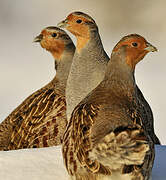 Grey Partridge