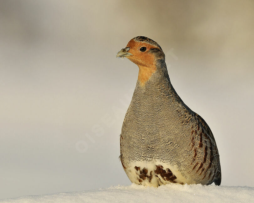 Grey Partridge