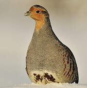 Grey Partridge