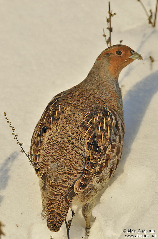 Grey Partridgeadult, identification, Behaviour