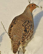 Grey Partridge