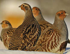 Grey Partridge