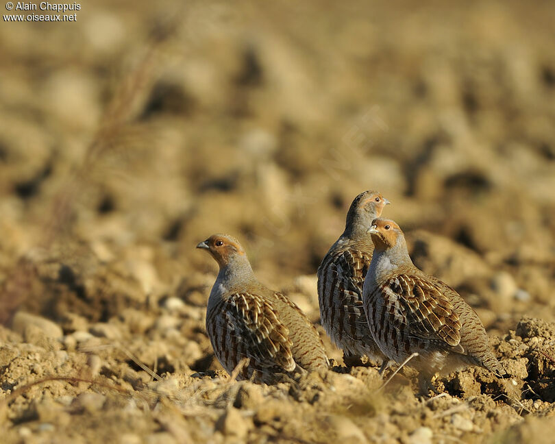 Grey Partridgeadult, identification, Behaviour