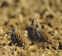 Grey Partridge