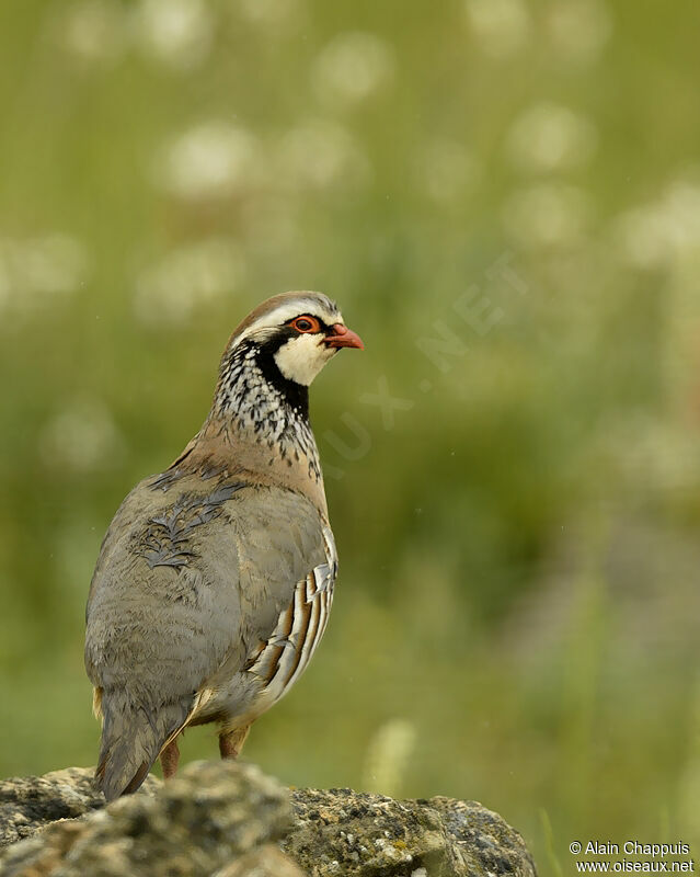 Red-legged Partridgeadult breeding, identification, Behaviour