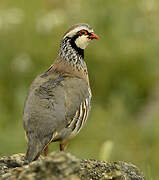 Red-legged Partridge