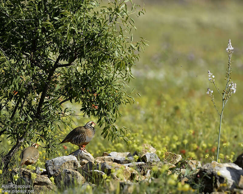 Perdrix rougeadulte nuptial, habitat, Comportement