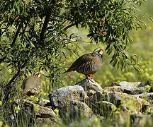 Red-legged Partridge