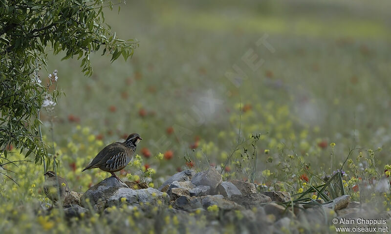 Perdrix rougeadulte nuptial, identification, Comportement