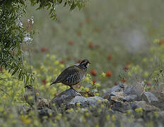 Red-legged Partridge