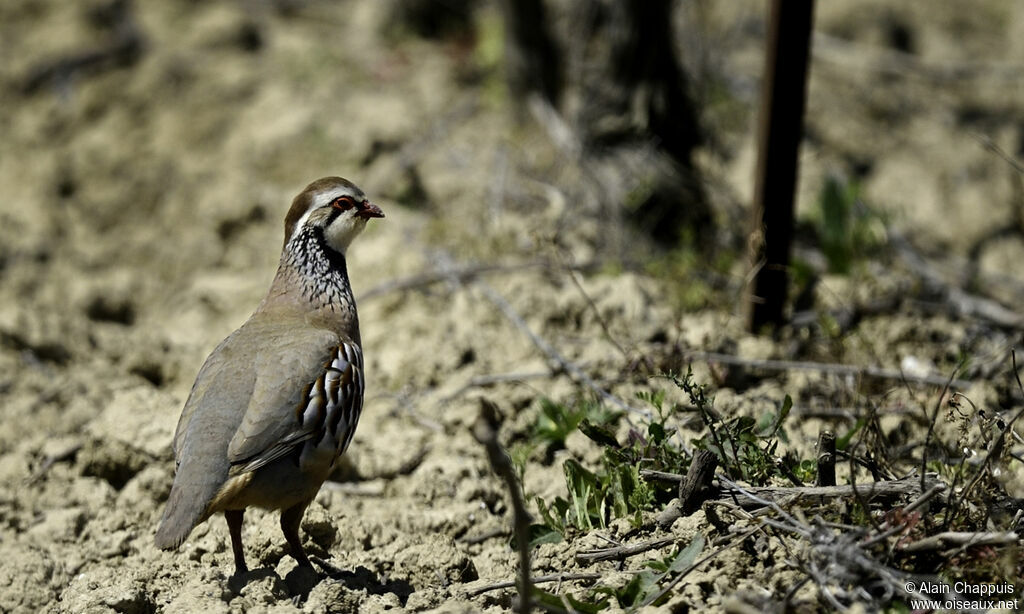 Red-legged Partridgeadult, identification, Behaviour