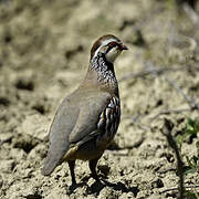 Red-legged Partridge