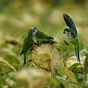 Monk Parakeet