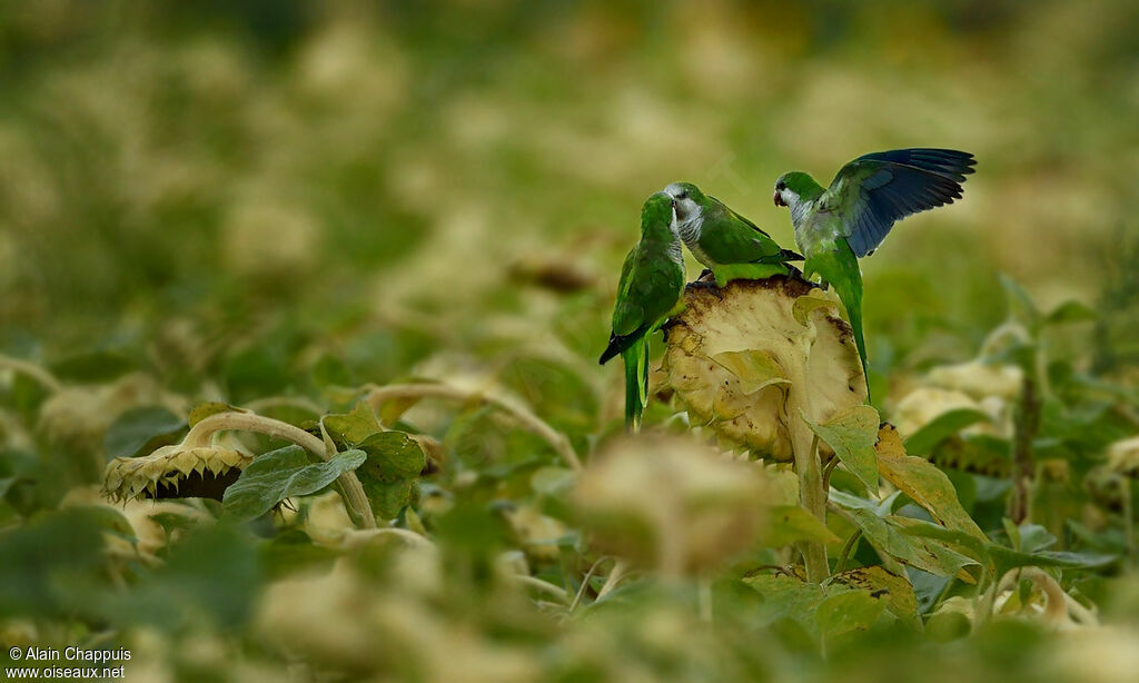 Monk Parakeet, identification, feeding habits, Behaviour