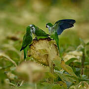 Monk Parakeet