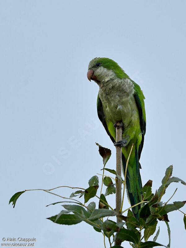 Monk Parakeet, identification, Behaviour