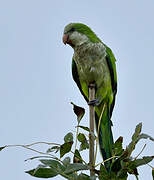 Monk Parakeet