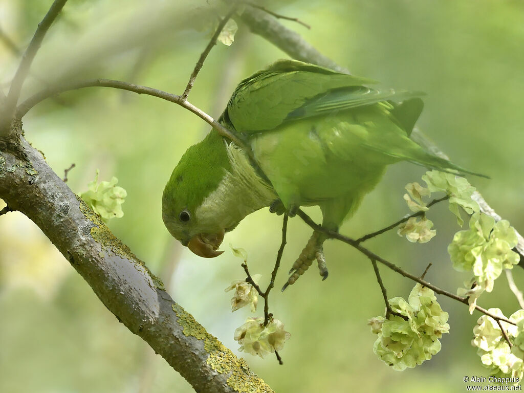 Monk Parakeetadult, identification, close-up portrait, feeding habits, eats