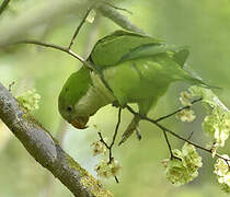 Monk Parakeet